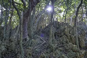 Aerial roots of the banyan fig