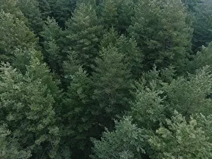 Aerial shot of pine tree forest