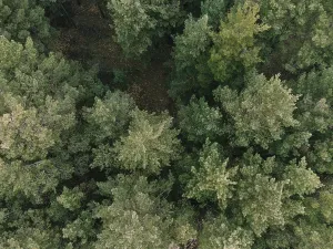 Aerial shot of pine tree forest