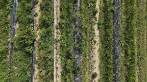 An Aerial View of Agricultural Fields Showing Green Crops Growing in Neat Rows on a Sunny Day Agricultural Industry