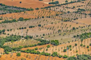Aerial view, Agricultural fields with trees