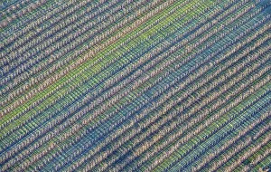 Aerial view of an apple orchard