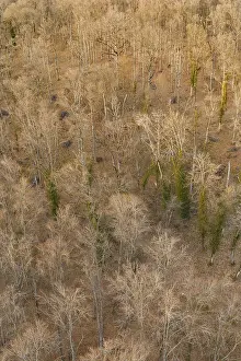 Aerial view of an autumn forest with mostly bare trees and lots of fallen leaves