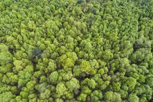 Aerial view, birch forest in the Goldenstedter Moor