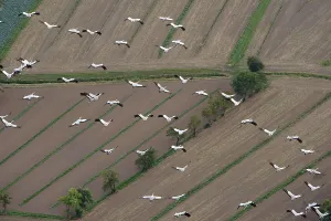 Aerial view, Bird migration of Common cranes (Grus grus)