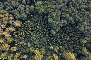 Aerial view, bird's eye view of mixed forest