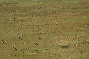 Aerial view, Black lechwes (Kobus leche smithemani)
