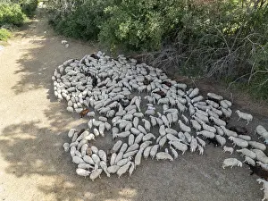 Aerial view captures a large flock of sheep grazing along a rural path in Macerata