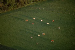 Aerial view, cattle herd near Robel