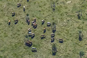 Aerial view, cows, cattle on pasture
