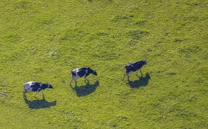 Aerial view, Three cows on a pasture