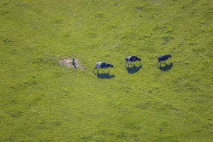 Aerial view, Three cows on a pasture