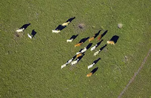 Aerial view, cows in a pasture near Ebinghausen