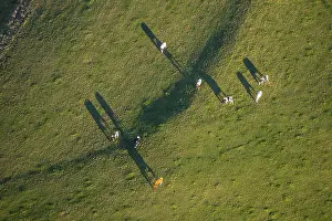 Aerial view, cows in pasture, Am Uchtenberg