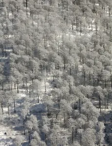 Aerial view, deciduous forest, snow