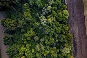 Aerial View dense area to forest vivid green trees