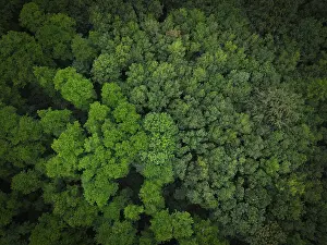 Aerial view of dense, green treetops of a forest