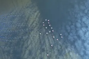 Aerial view of flamingos at Toledo Lagoons