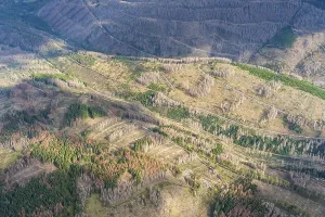 Aerial view of forest dieback in the Harz Mountains