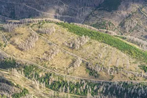 Aerial view of forest dieback in the Harz Mountains