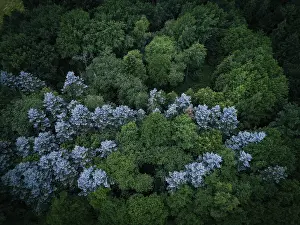Aerial view of a forest with green and bluish treetops