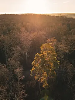 Aerial view of a forest with a single tree highlighted in the light at sunset