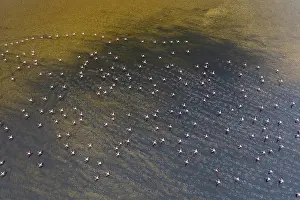 Aerial view of graceful Greater Flamingos creating mesmerizing patterns on the water of Toledo Lagoons