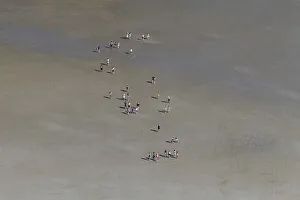 Aerial view over group of tourists walking with guide during guided tour on mudflat