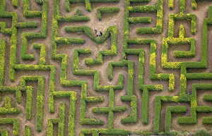 Aerial view, hedge maze, labyrinth