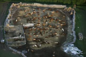 Aerial view, herd of cattle near Robel an der Muritz