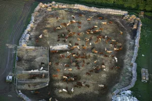 Aerial view, herd of cattle near Robel an der Muritz