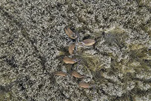 Aerial view over herd of European fallow deer (Cervus dama) bucks