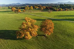 Aerial view of a meadow with trees