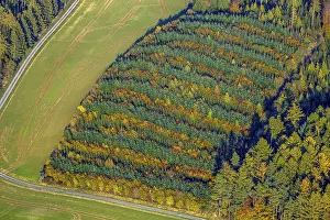 Aerial view, mixed forest at Hennesee near Mulsborn