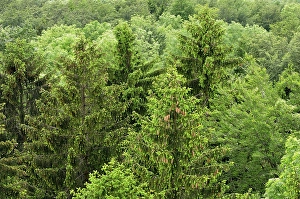 Aerial view of a mixed forest, spruce (Picea abies)