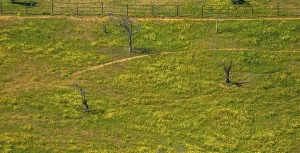 Aerial view, olive trees in a meadow with yellow margetites