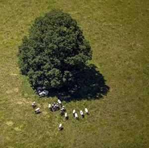 Aerial view, pasture with black and white dairy cows under a tree near Liesborn