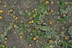 October 2022 Prints: Aerial view, pumpkin field with ripe pumpkins