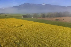 Aerial view of a rape field in front of mountains