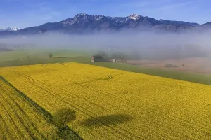 Category Mountain Landscapes Prints: Aerial view of a rape field in front of mountains in spring
