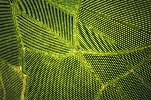 Aerial view at rows of grape vines vineyard South Styria
