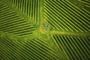 Aerial view at rows of grape vines vineyard South Styria