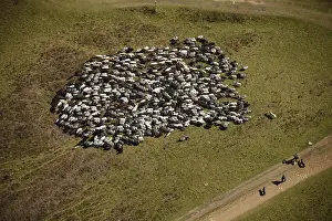 Aerial view, sheep, shepherds and sheepdogs