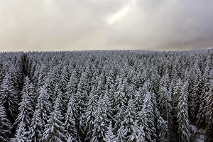 Aerial view of snow-covered forest area in the Harz Mountains