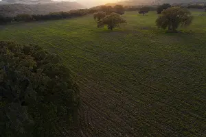Aerial view of a tranquil sunrise landscape featuring sprawling fields