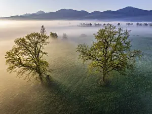 Aerial view, trees, light green leaves