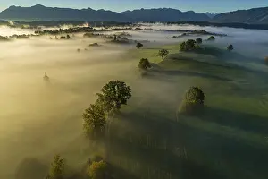 Aerial view of trees (oaks) and meadows in the morning light