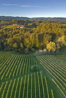 Aerial view of vineyards in the morning light