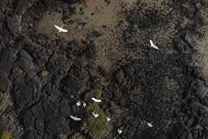 Aerial view of white Eurasian Spoonbills soaring above the rugged