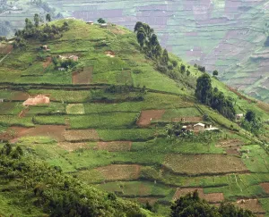 Aerial detail around the Virunga Mountains in Uganda (Africa)